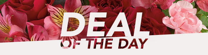 DEAL OF THE DAY