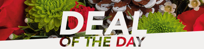 HOLIDAY DEAL OF THE DAY