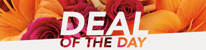 Deal of the Day 
