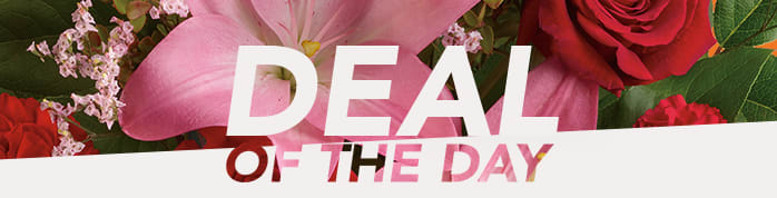 Deal of the Day