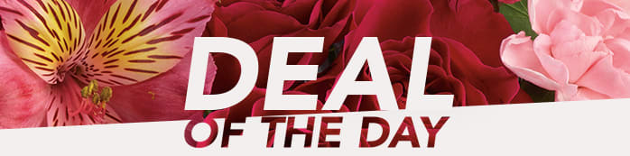 Deal of the Day 