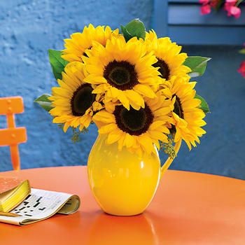HERE COME<br>THE SUNFLOWERS
