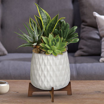 SEND SENSATIONAL<br>SUCCULENTS