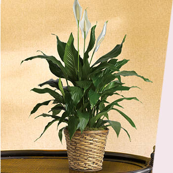 Our Favorite Easter Lilies