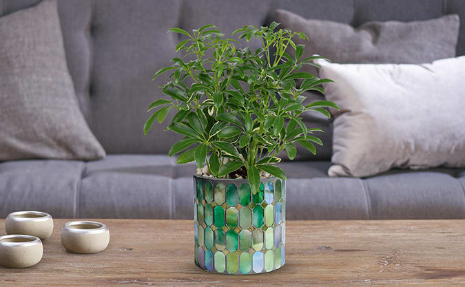Teleflora's Leaves of Glass Plant