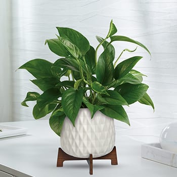 Teleflora's Lush Leaves Pothos Plant