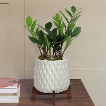 Teleflora's Luxe Leaves Plant