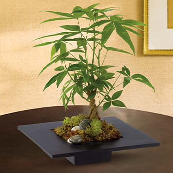 Money Tree