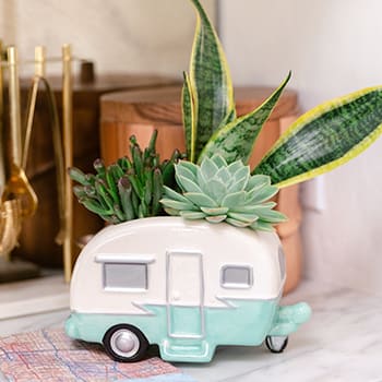 Teleflora's Cool Camper Succulent Garden