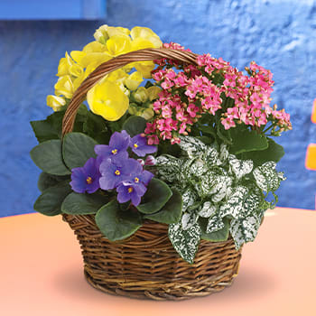 Spring Has Sprung Mixed Basket