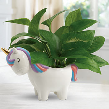 Teleflora's Peaceful Unicorn Pothos Plant