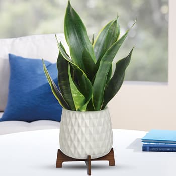 Teleflora's Growing Art Sansevieria Plant