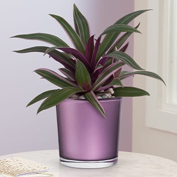 Teleflora's Leaves of Amethyst Plant