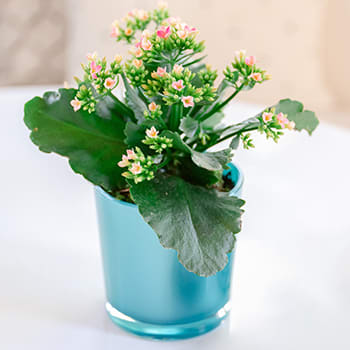 Teleflora's Shimmering Aqua Plant