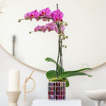 Teleflora's Jewel Shine Orchid