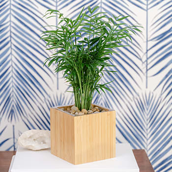 Teleflora's Peaceful Palm