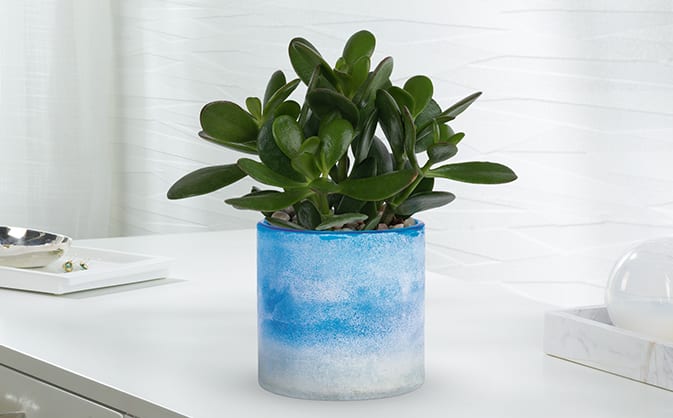 Teleflora's Sky Glass Jade Plant