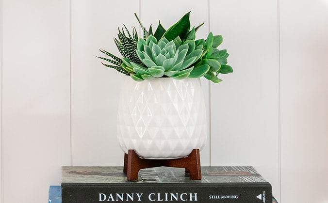 Teleflora's Modern Mood Succulent Garden