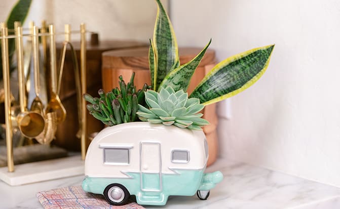 Teleflora's Cool Camper Succulent Garden
