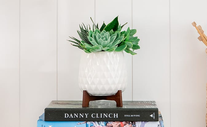 Teleflora's Modern Mood Succulent Garden