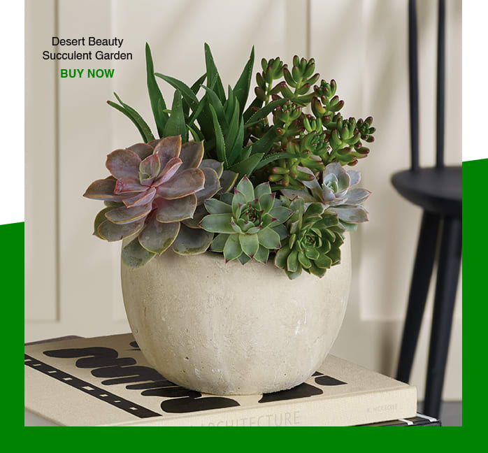 Desert Beauty Succulent Garden