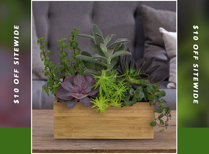 Teleflora's Grow Positive Garden