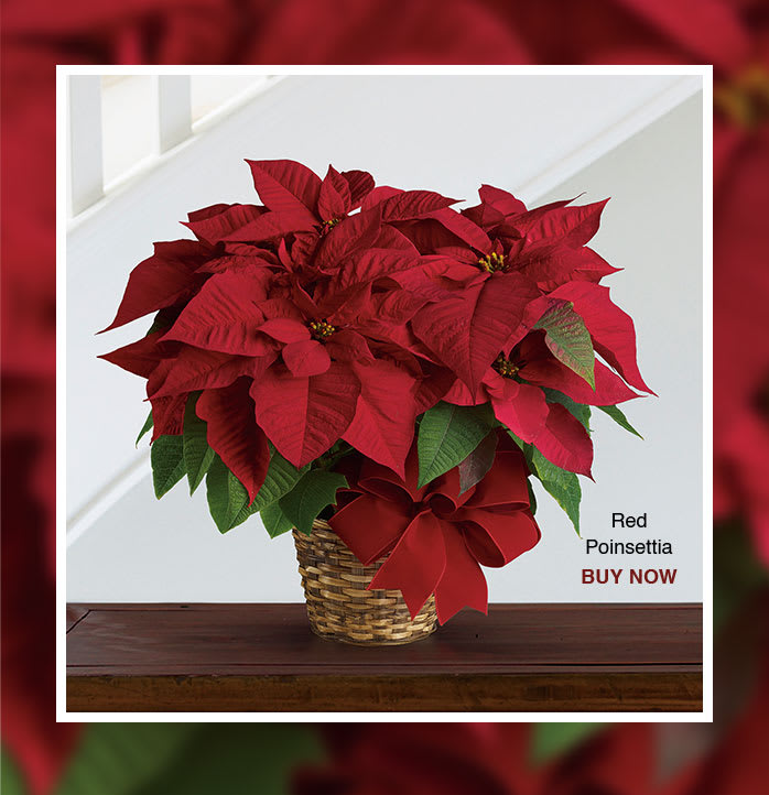 Red Poinsettia