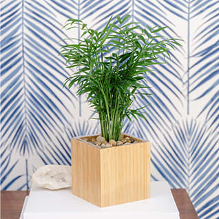 Simply Elegant Spathiphyllum - Large