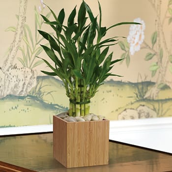 Teleflora's Good Luck Bamboo