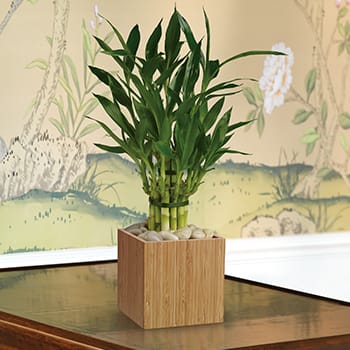 Teleflora's Good Luck Bamboo