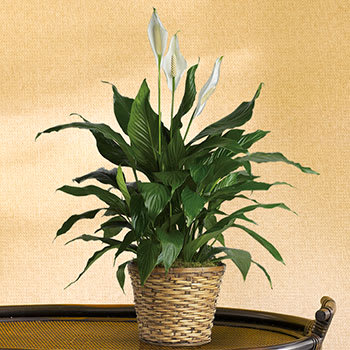 Simply Elegant Spathiphyllum - Medium