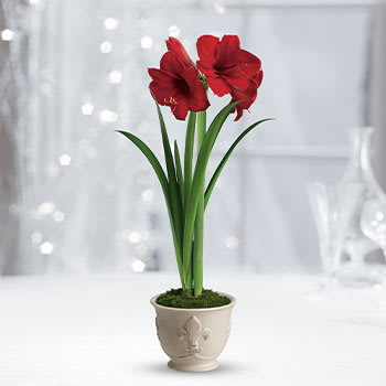 Teleflora's Merry Amaryllis