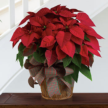 Large Red Poinsettia