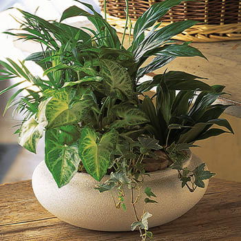 Medium Dish Garden