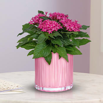 Teleflora's Shimmering Starcluster