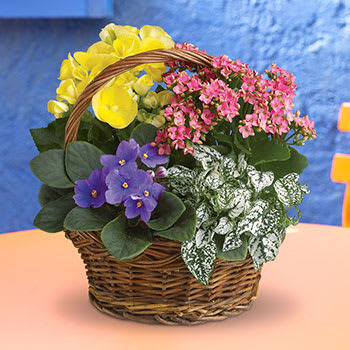 Spring Has Sprung Mixed Basket