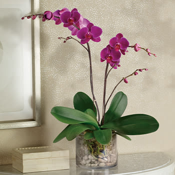 Glorious Gratitude Orchid