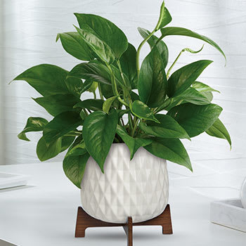 Teleflora's Lush Leaves Pothos Plant