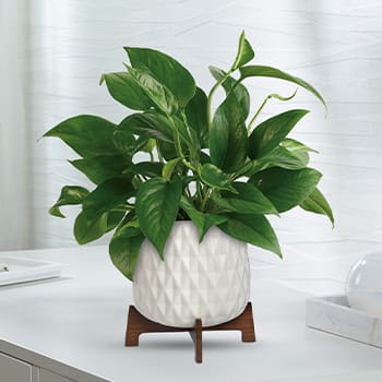 Teleflora's Lush Leaves Pothos Plant