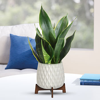 Teleflora's Growing Art Sansevieria Plant