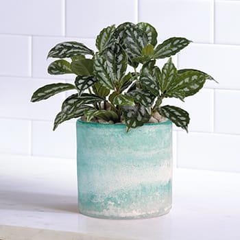 Teleflora's Seaside Mist Plant