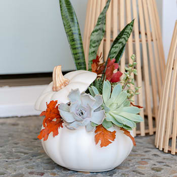 Teleflora's Spooky Succulent Garden