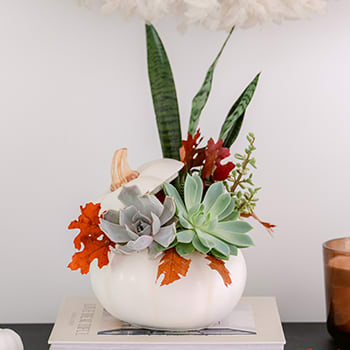 Teleflora's Spooky Succulent Garden