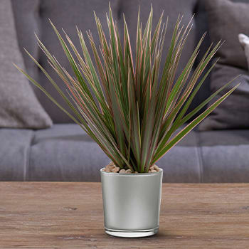 Teleflora's Moonstone Dracaena