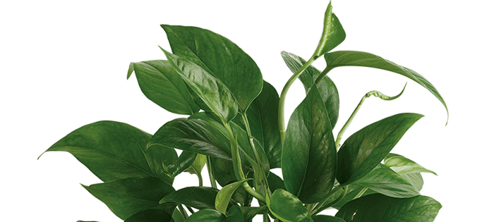 Teleflora's Lush Leaves Pothos Plant