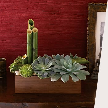 PICK POPULAR SUCCULENTS