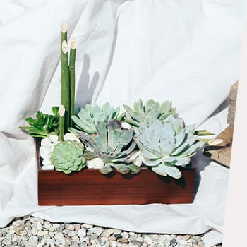 SHOP STUNNING SUCCULENTS