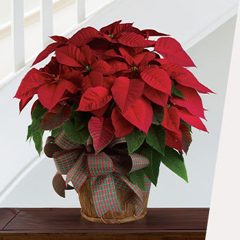 SHOP STUNNING<br>POINSETTIAS