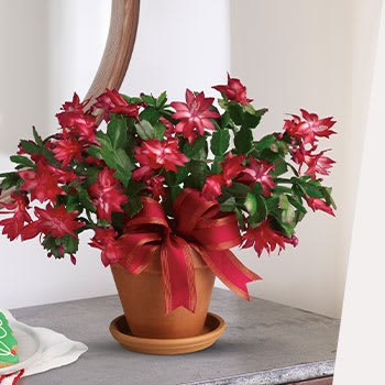 GO GREEN:<br>GIFT A TREE