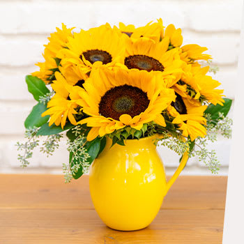 Let <br> Sunshine In
